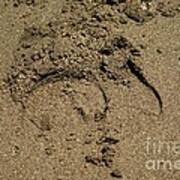 Hoofprint In The Sand Poster