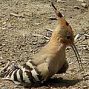 Hoopoe Poster