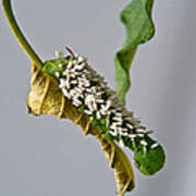 Hornworm With Braconid Wasp Parasites 2 Poster