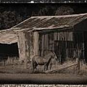 Horse And Old Barn Poster