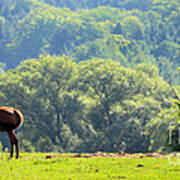 Horse In Pasture Poster