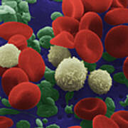 Human Blood Cells Poster