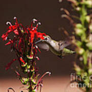Hummingbird And Cardinal Flowers Poster