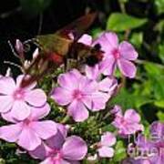 Hummingbird Moth Poster