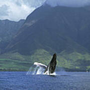 Humpback Whale Breaching Maui Poster