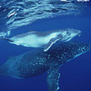 Humpback Whale Mother And Calf Tonga Poster