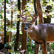 Hunters Dream 10 Point Buck Poster