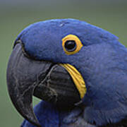 Hyacinth Macaw Anodorhynchus Poster