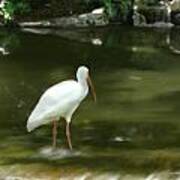 Ibis In Water Poster