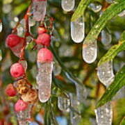 Icy Pepper Tree Poster