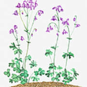 Illustration Of Aquilegia Vulgaris (columbine), Purple Nodding Flowers Poster