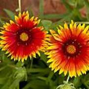 Indian Blanket Flowers Poster