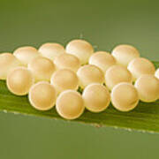 Insect Eggs Guinea West Africa Poster