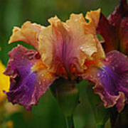 Irises In Indiana Poster