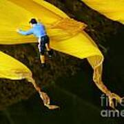 Jack Climbs A Sunflower Poster