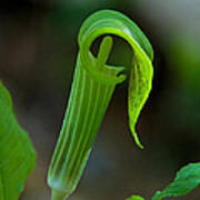 Jack-in-the-pulpit Flower Dspf140 Poster