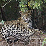 Jaguar Large Male On Riverbank Cuiaba Poster