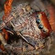 Jumping Spider Portrait Poster