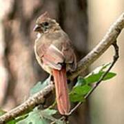 Juvenile Female Cardinal Camouflaged Poster