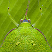 Katydid Mamang River Forest Reserve Poster