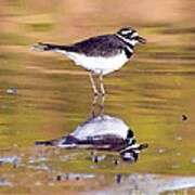 Killdeer Reflection Poster