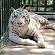 Kimar The White Tiger Poster