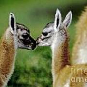 Kissing Guanacos - Torres Del Paine Np Chile Poster