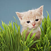 Kitten In Grass Poster