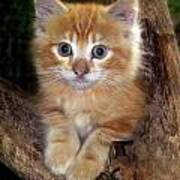 Kitten In Tree Poster