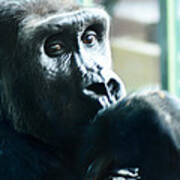 Kivu The Gorilla Poster
