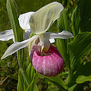 Pink Lady Slipper - Cypripedium Acaule Ait. Poster