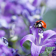 Ladybug And Bellflowers Poster
