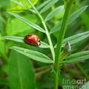 Ladybug And Bud Poster
