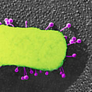 Lambda Phage On E. Coli Poster