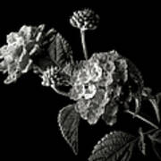 Lantana In Black And White Poster