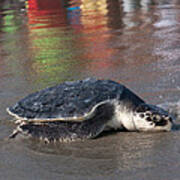 Laurel The Sea Turtle Poster