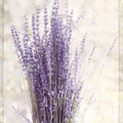 Lavender Bunch Poster