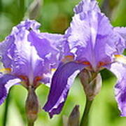 Lavender Iris Ii Poster