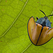 Leaf Beetle  In Rainforest Paramaribo Poster