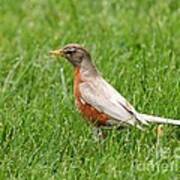 Leucistic Americam Robin Poster