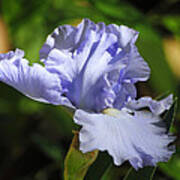 Lilac Blue Iris Flower Poster