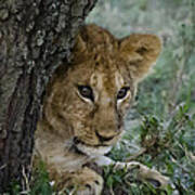Lion Cub Poster