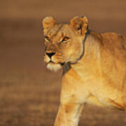 Lioness Head And Shoulders Walking Portrait Poster