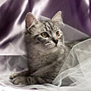 Little Cat On Lilac Poster