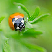 Little Climbing Lady Bug Poster