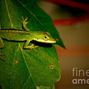 Lizard Portrait Poster