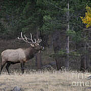 Lone Elk Warrior Poster