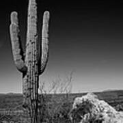 Lone Saguaro Poster