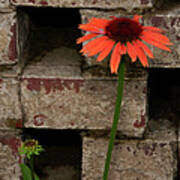 Lonely Zinnia On Wall Poster