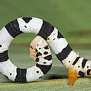 Looper Moth Caterpillar Atewa Range Poster